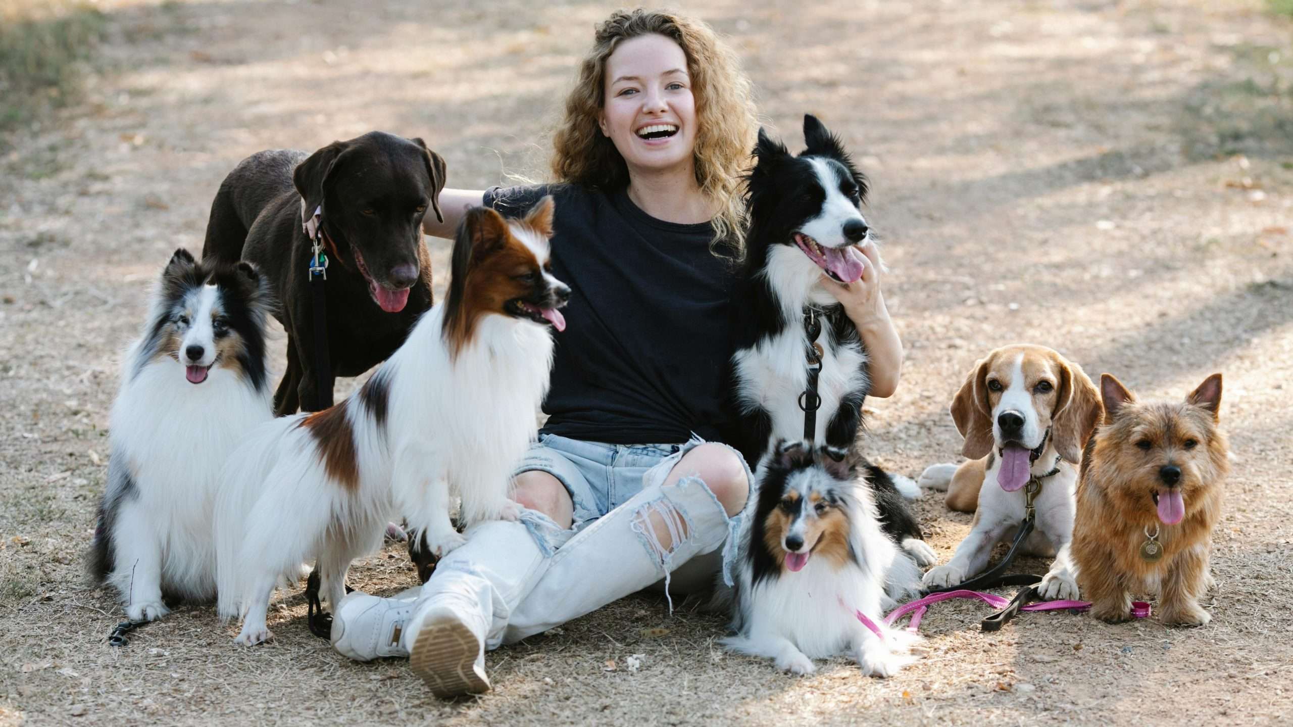 An image of happy dogs - science of dog laughter