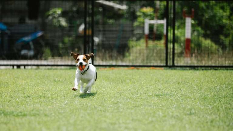 Understanding Dog Zoomies: Causes and Control Tips