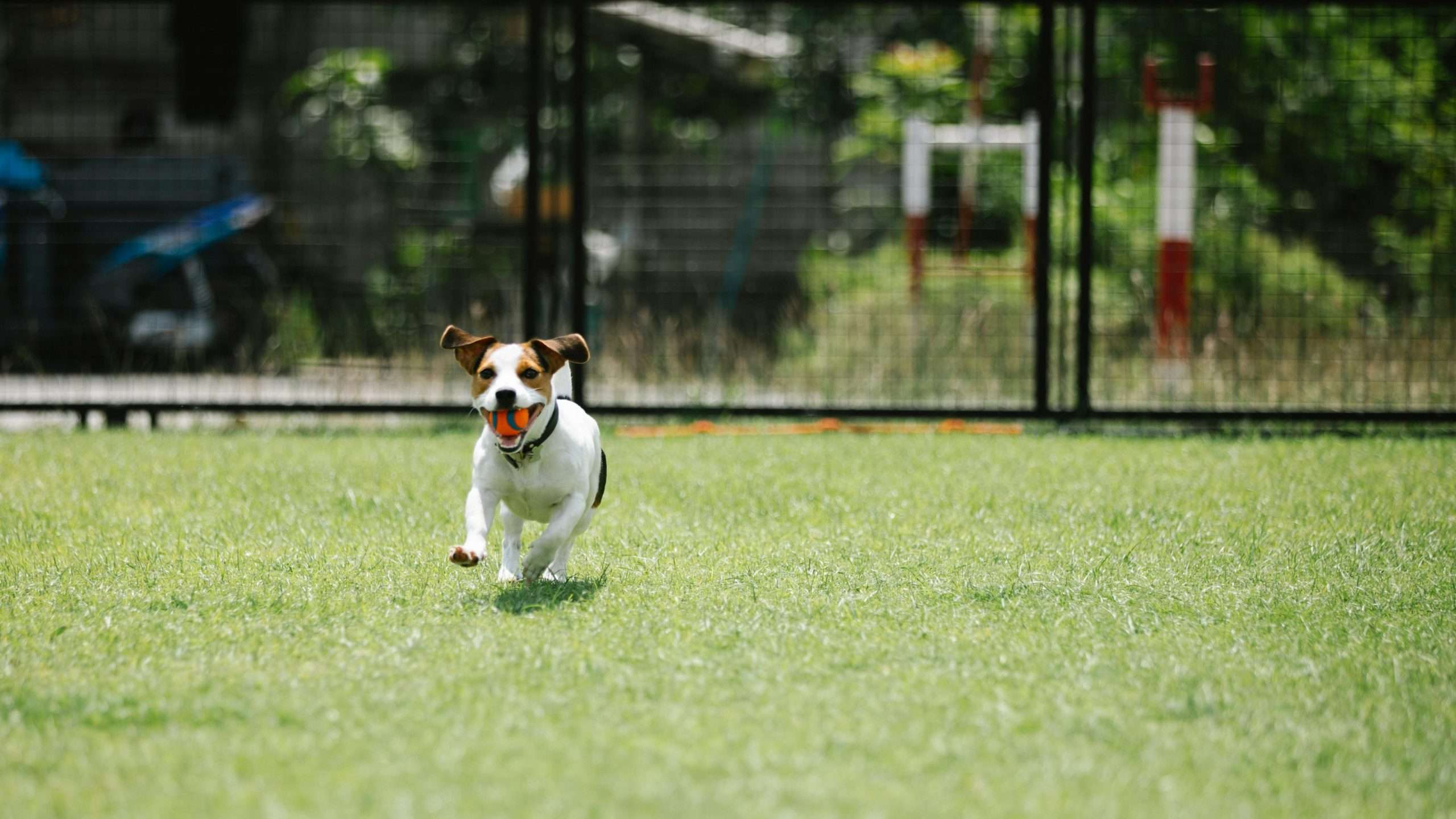 An image of a dog running