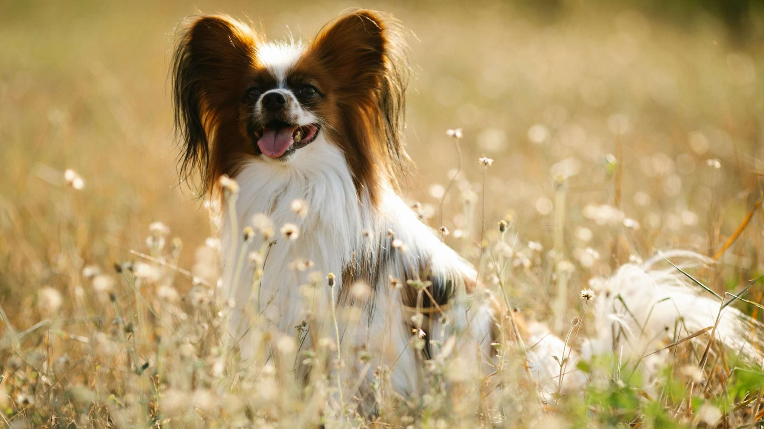 An image of a dog outside - dogs and magnetic fields