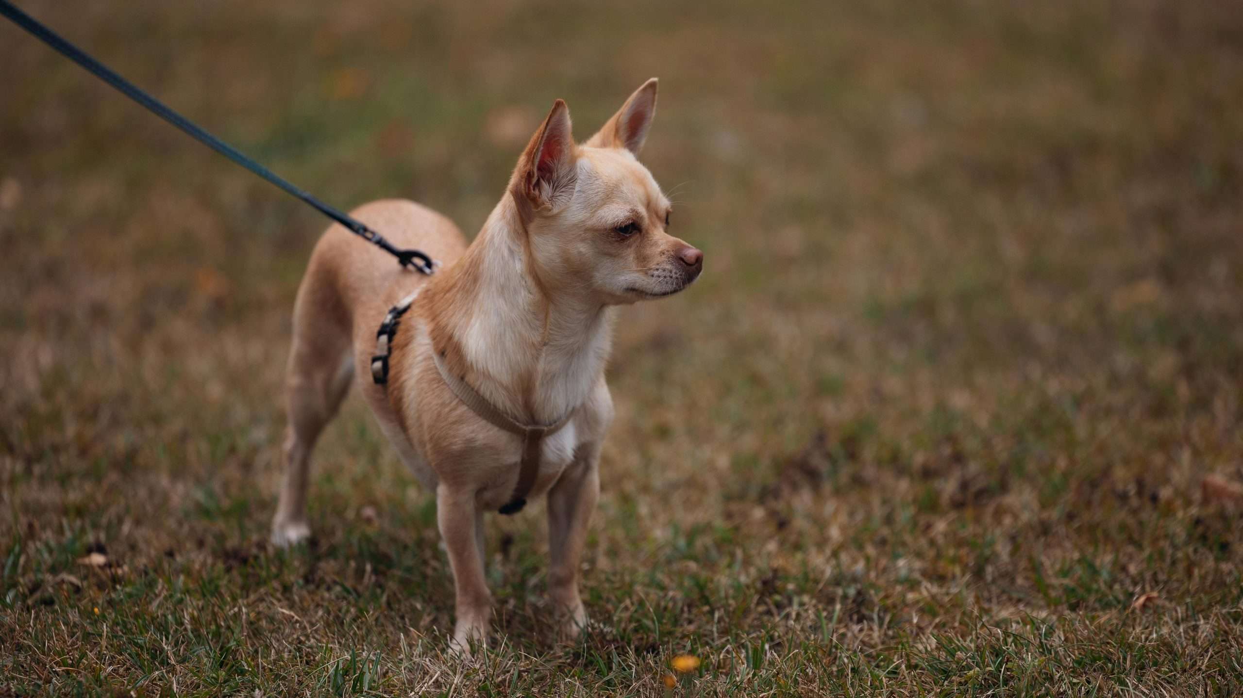 An image of a dog - dogs and magnetic fields