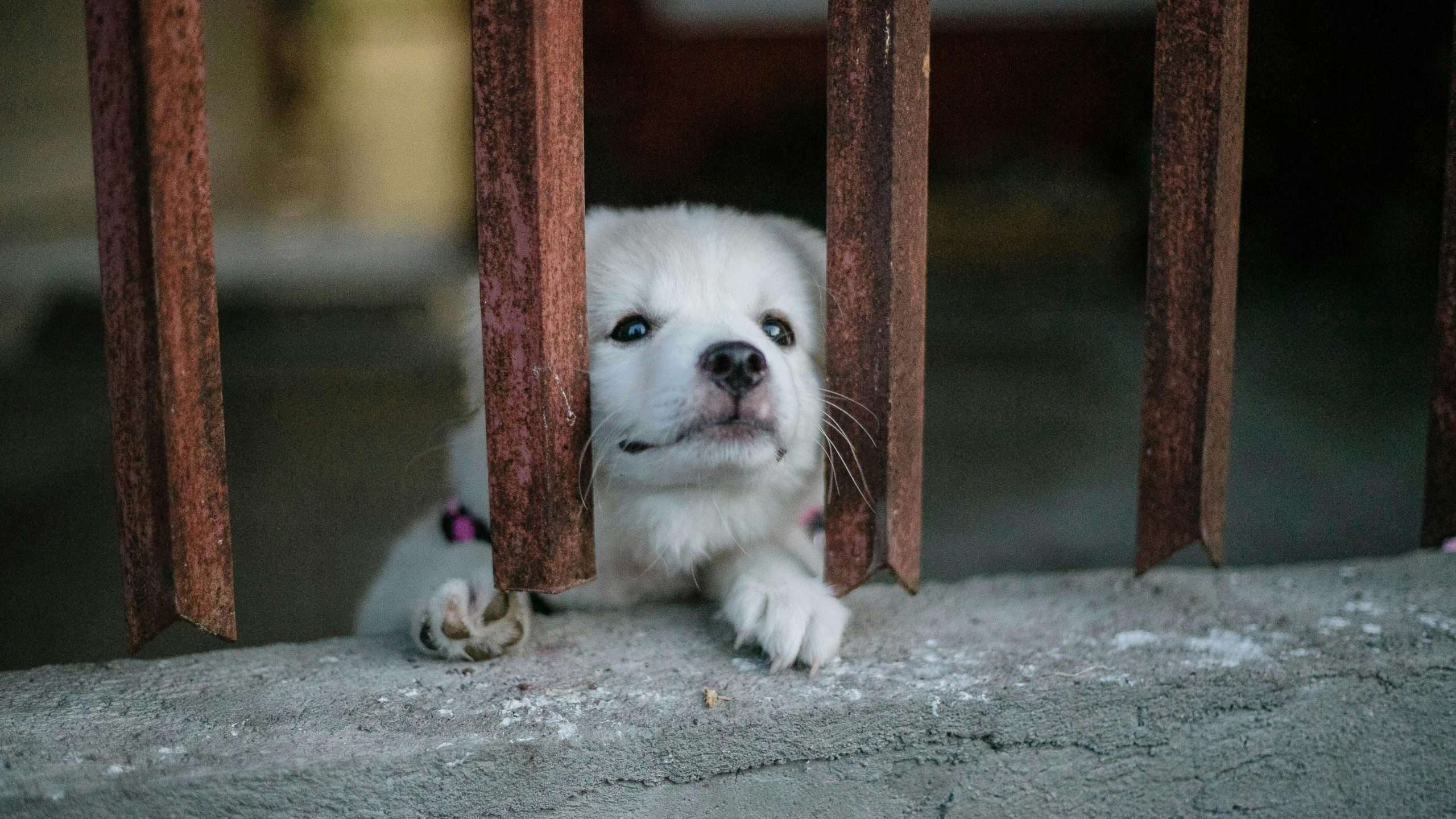 An image of a dog's whiskers