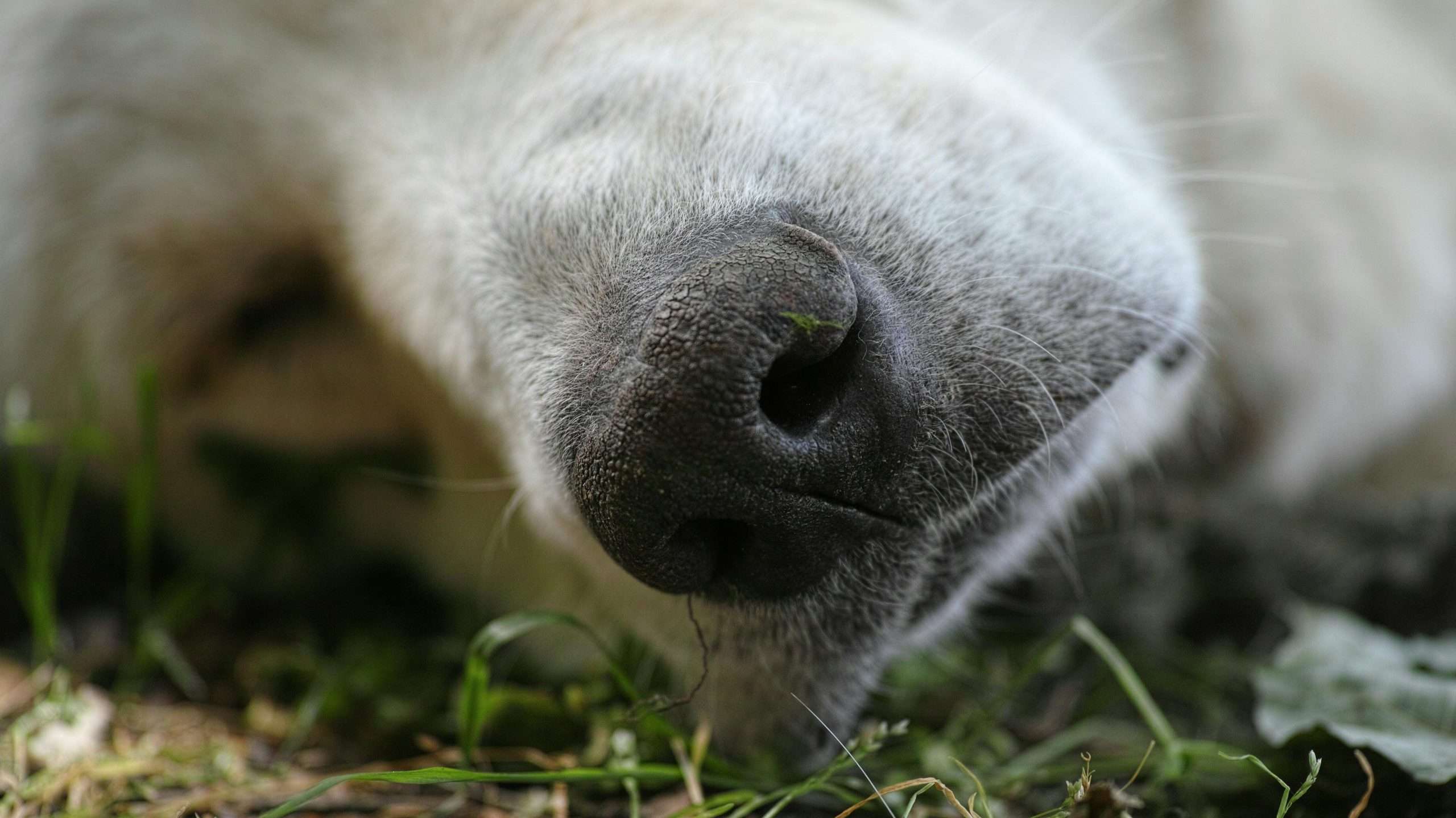 An image of a dog's nose