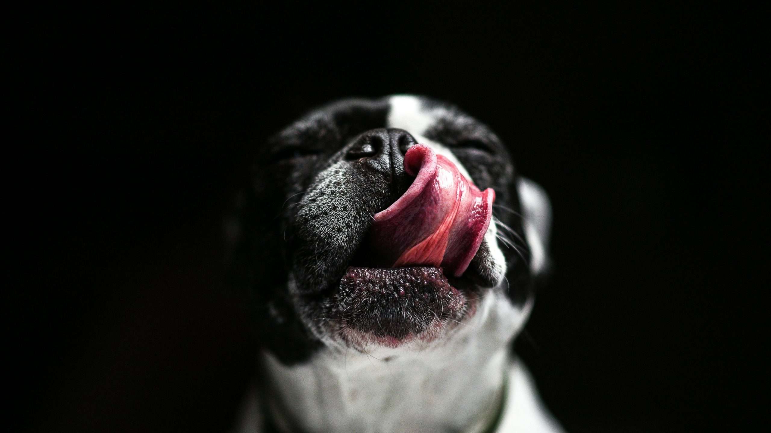 An image of a dog's tongue