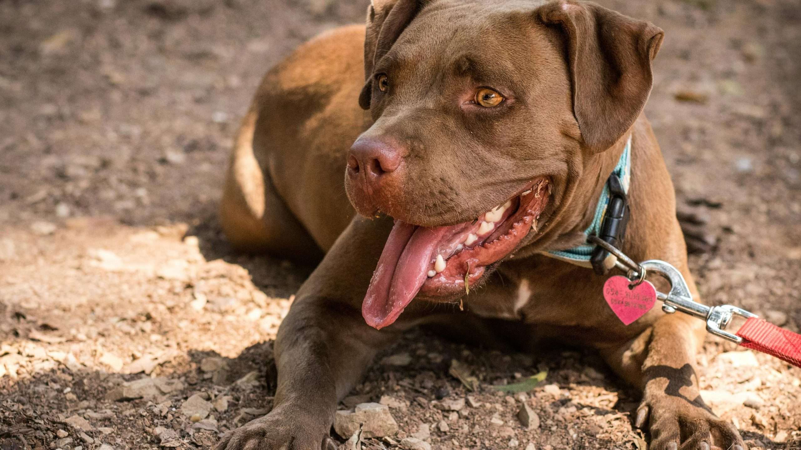 An image of a dog laying