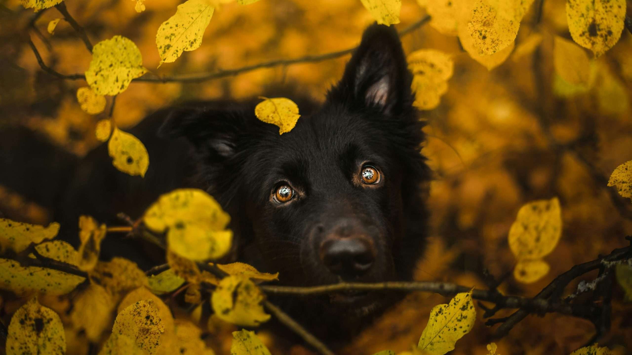 An image of a dog's eyes - dog vision