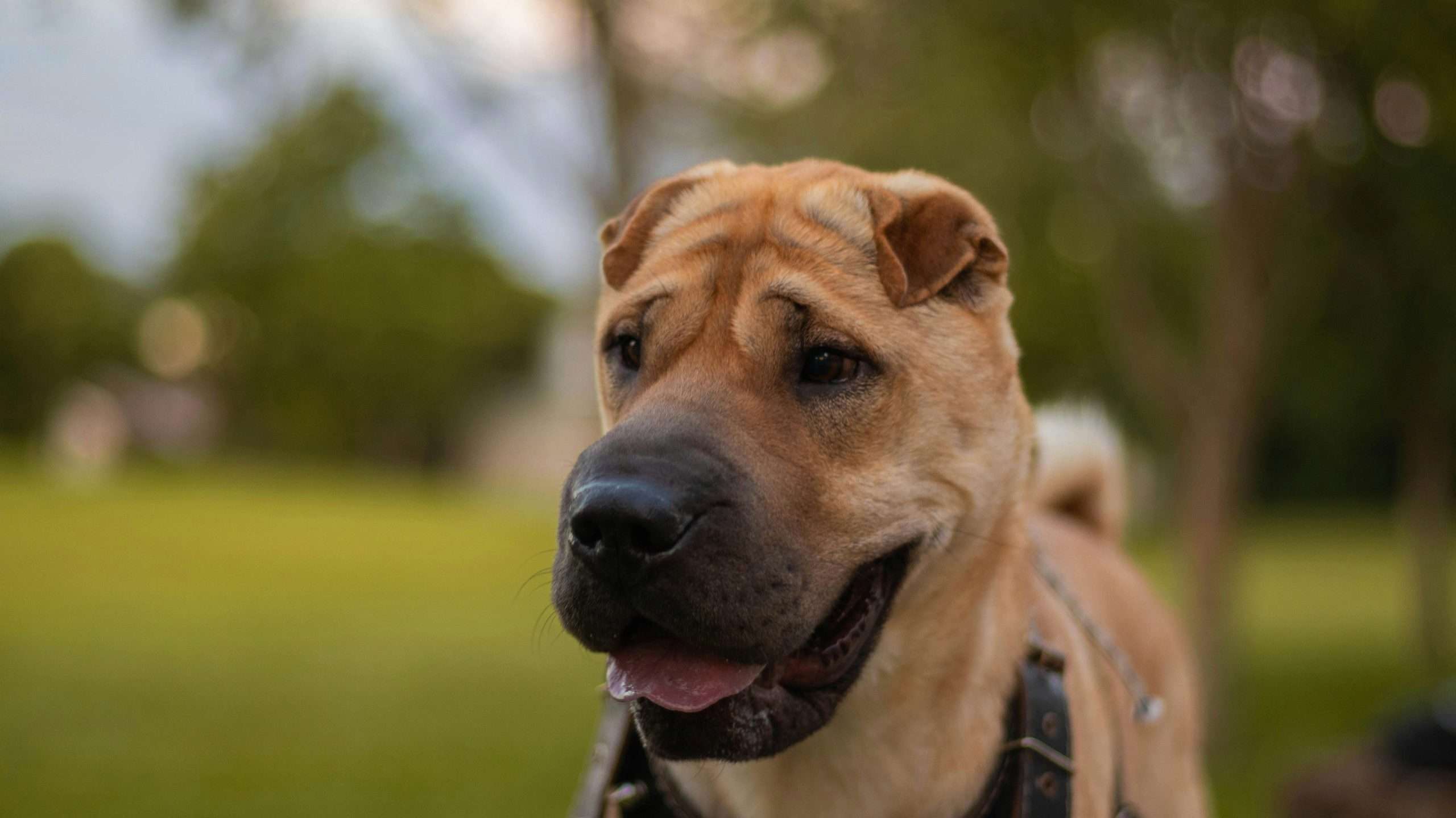 An image of a Chinese Shar Pei