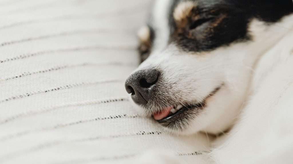 An image of a dog laying down