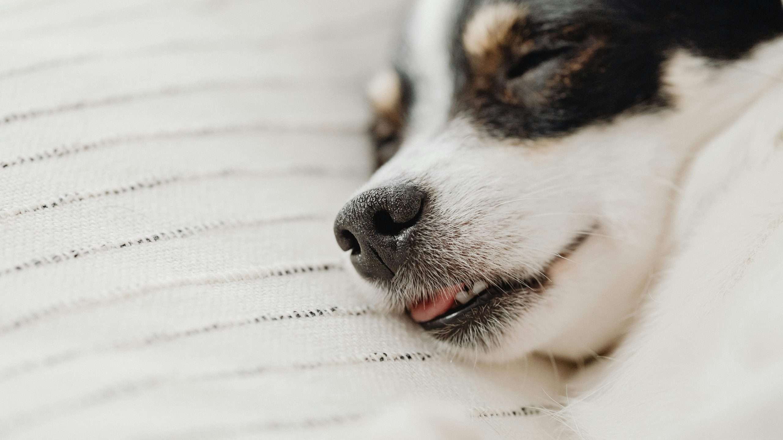 An image of a dog's nose