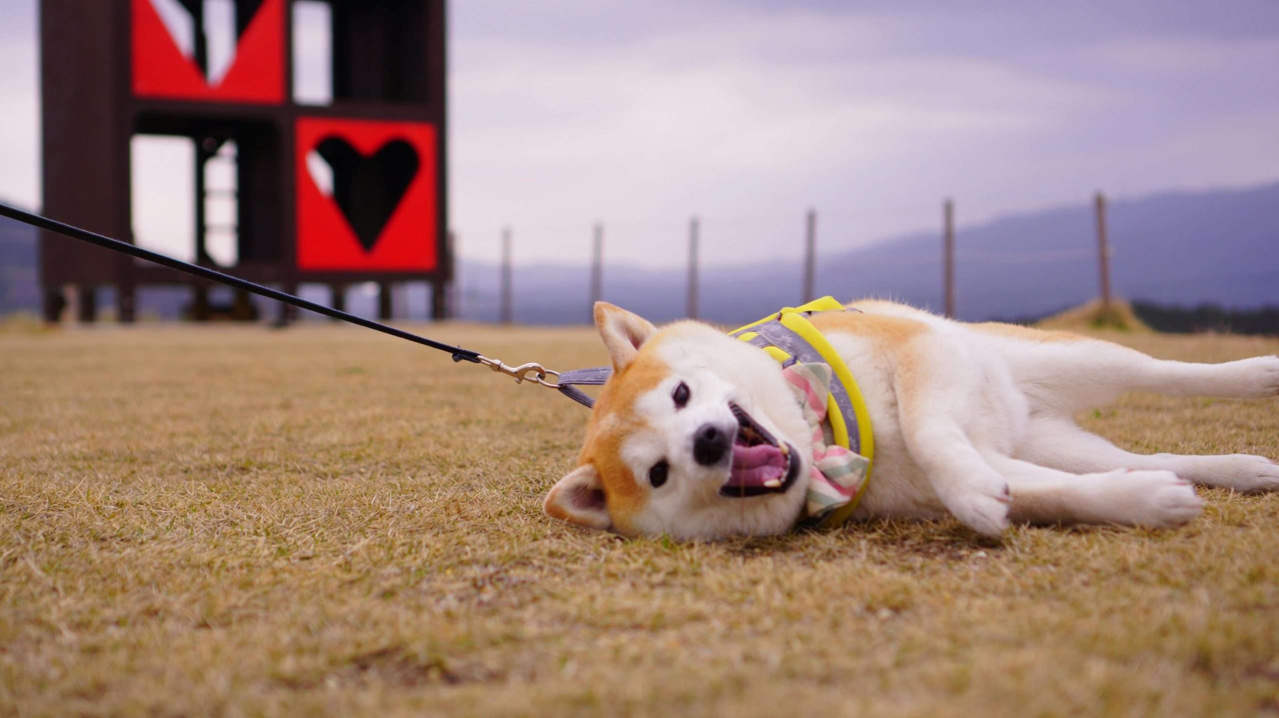 An image of a happy dog laying on floor - tachycardia in dogs
