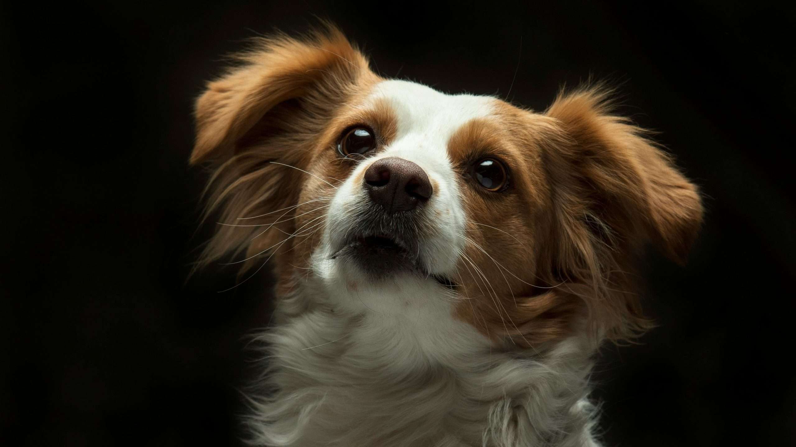 An image of a dog's whiskers - canine whisker fatigue