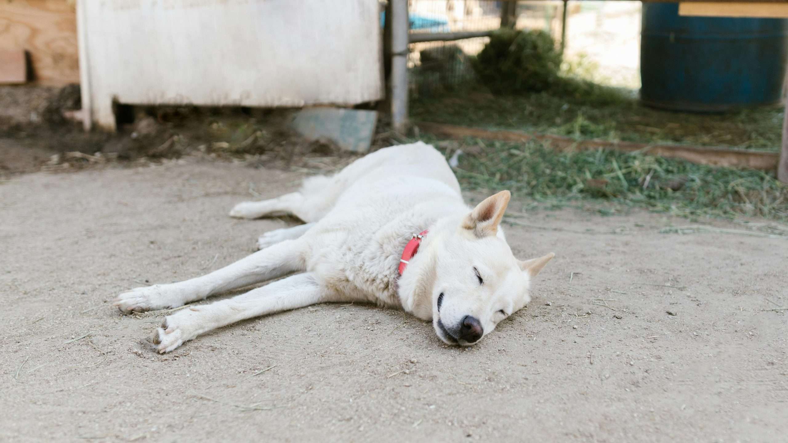 An image of a dog sleeping peacefully - canine sleep behaivour