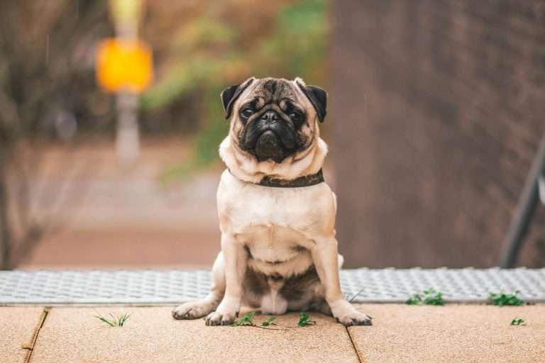 Dogs and Magnetic Fields: Why Some Dogs Align North-South When Pooping