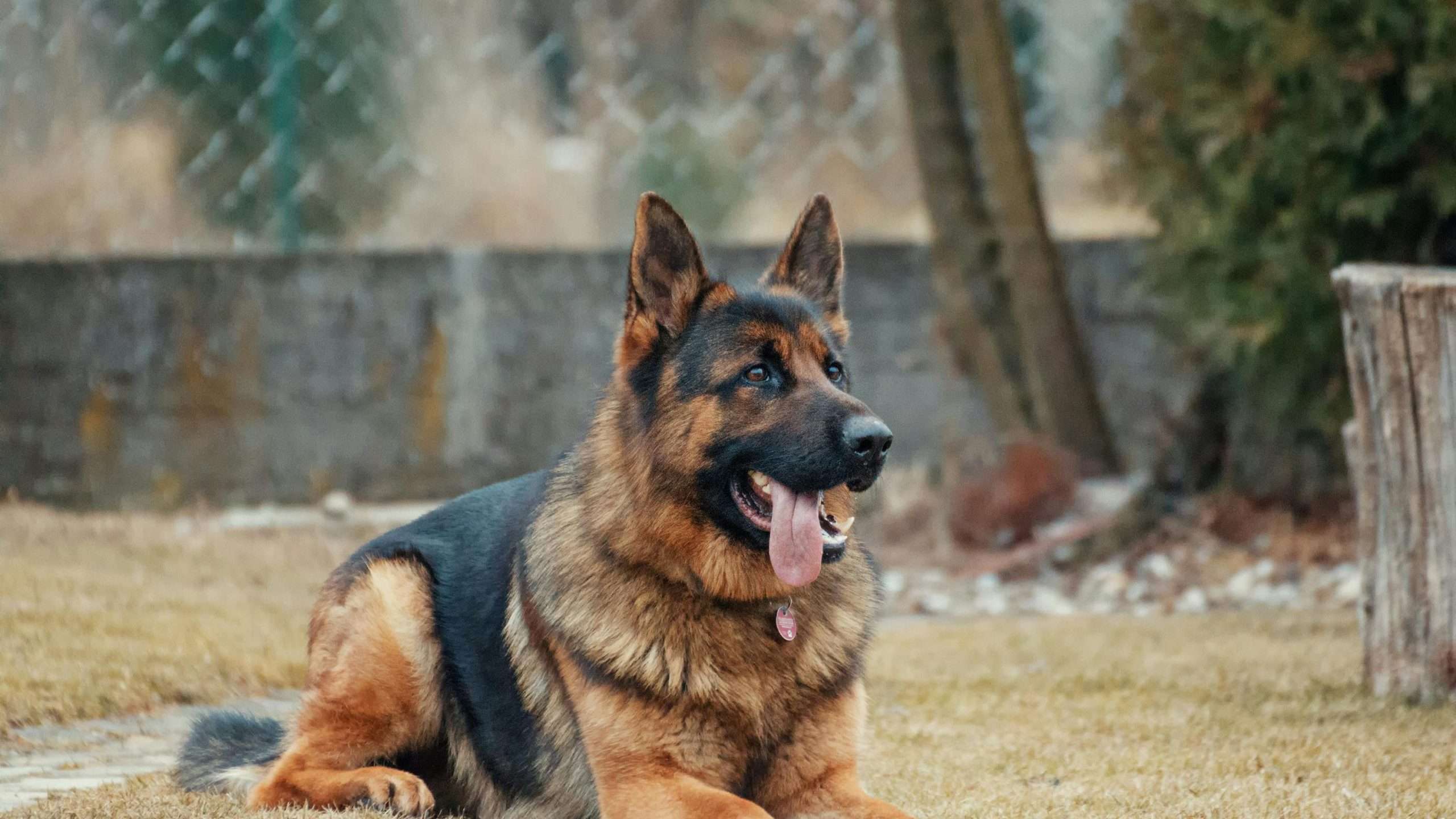 An image showing a dog's tongue