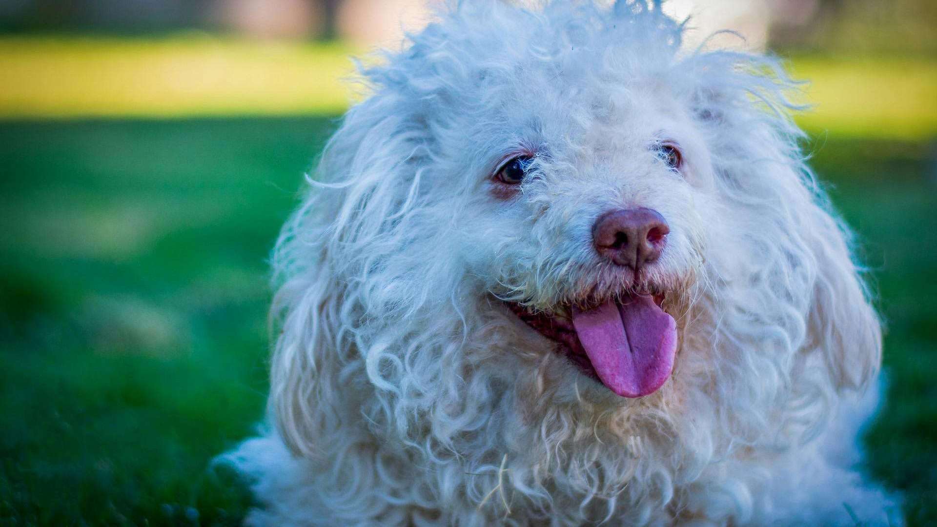 An image of a dog with its tongue out