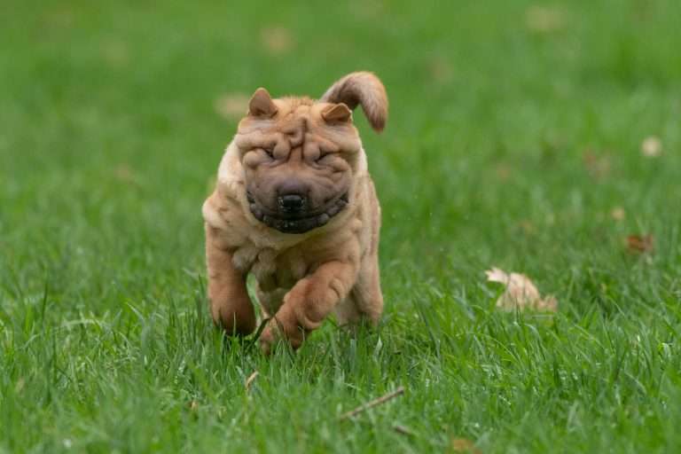 Are Chinese Shar Peis Aggressive?