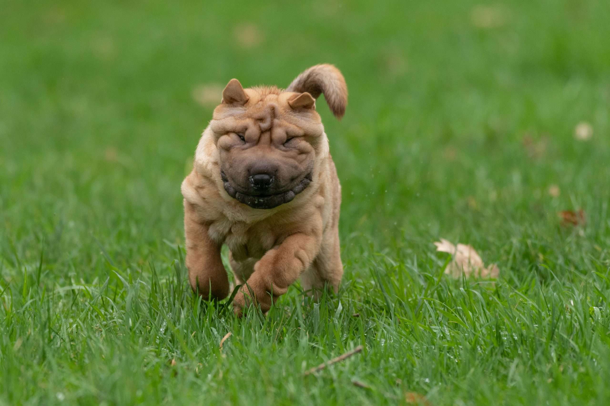 An image of a dog running
