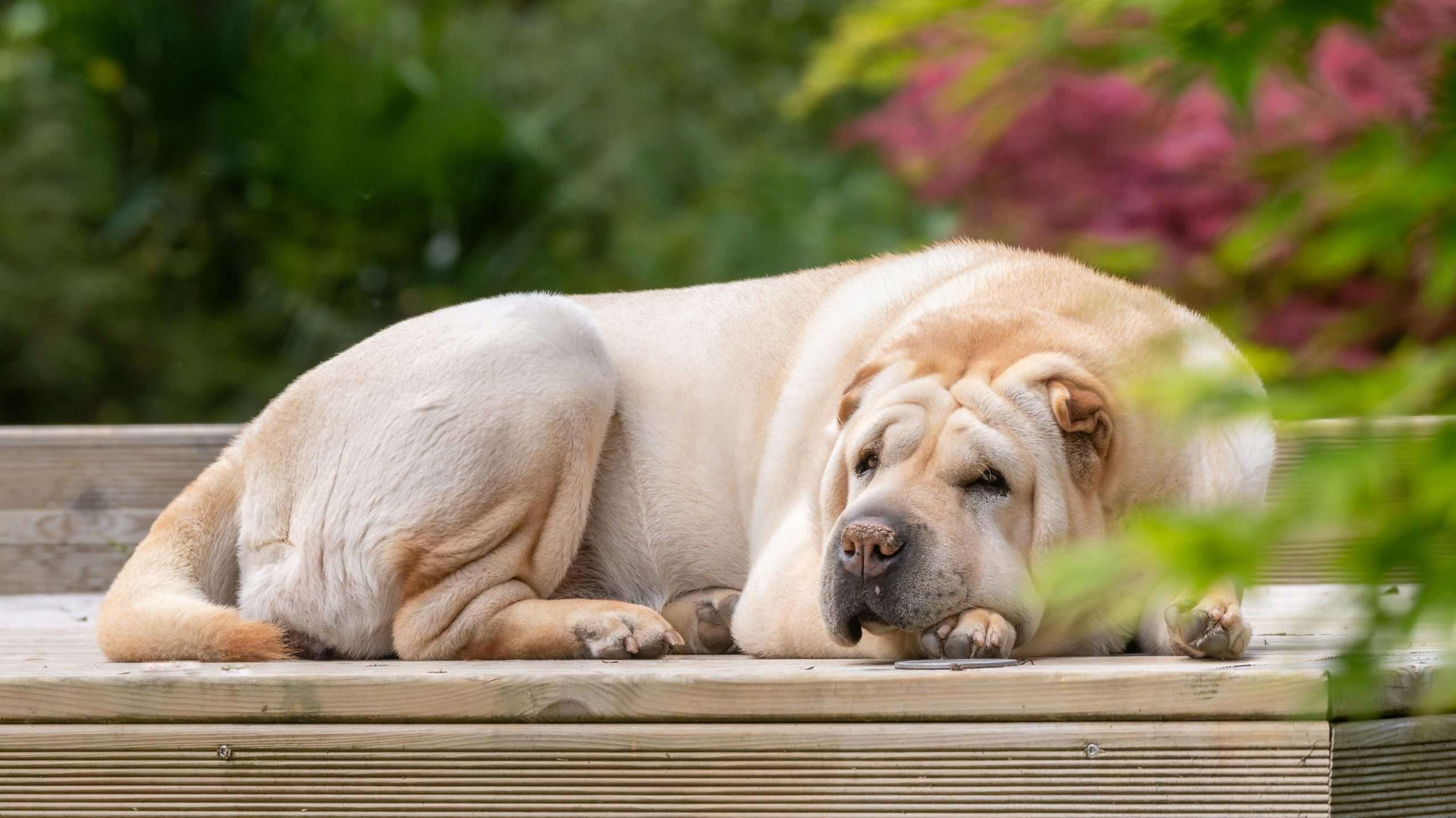 An image of a Sharpei laying