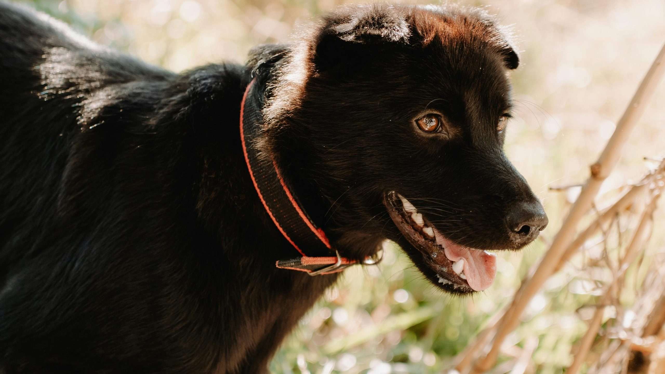 An image of a dog's eyes