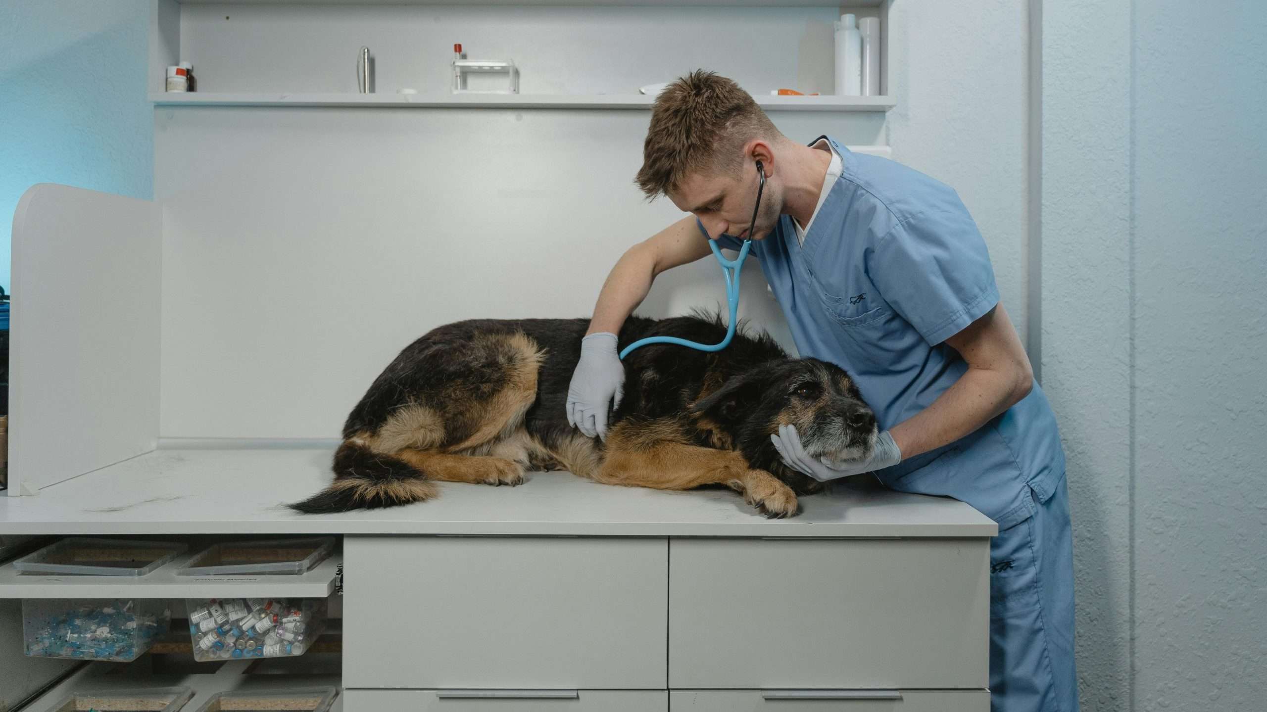 An image of a dog laying at the hospital