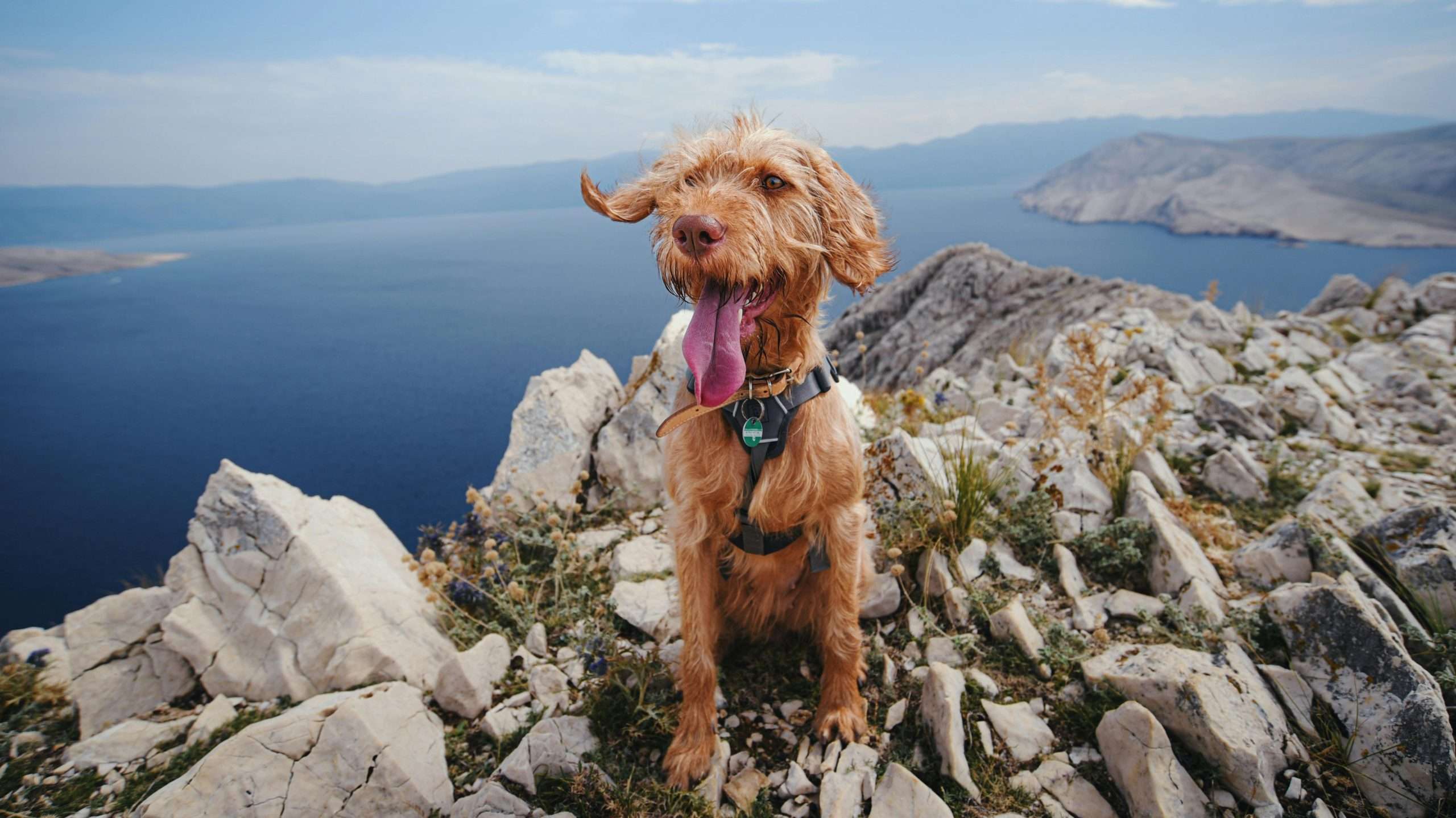 An image of a dog panting - why do dog's pant