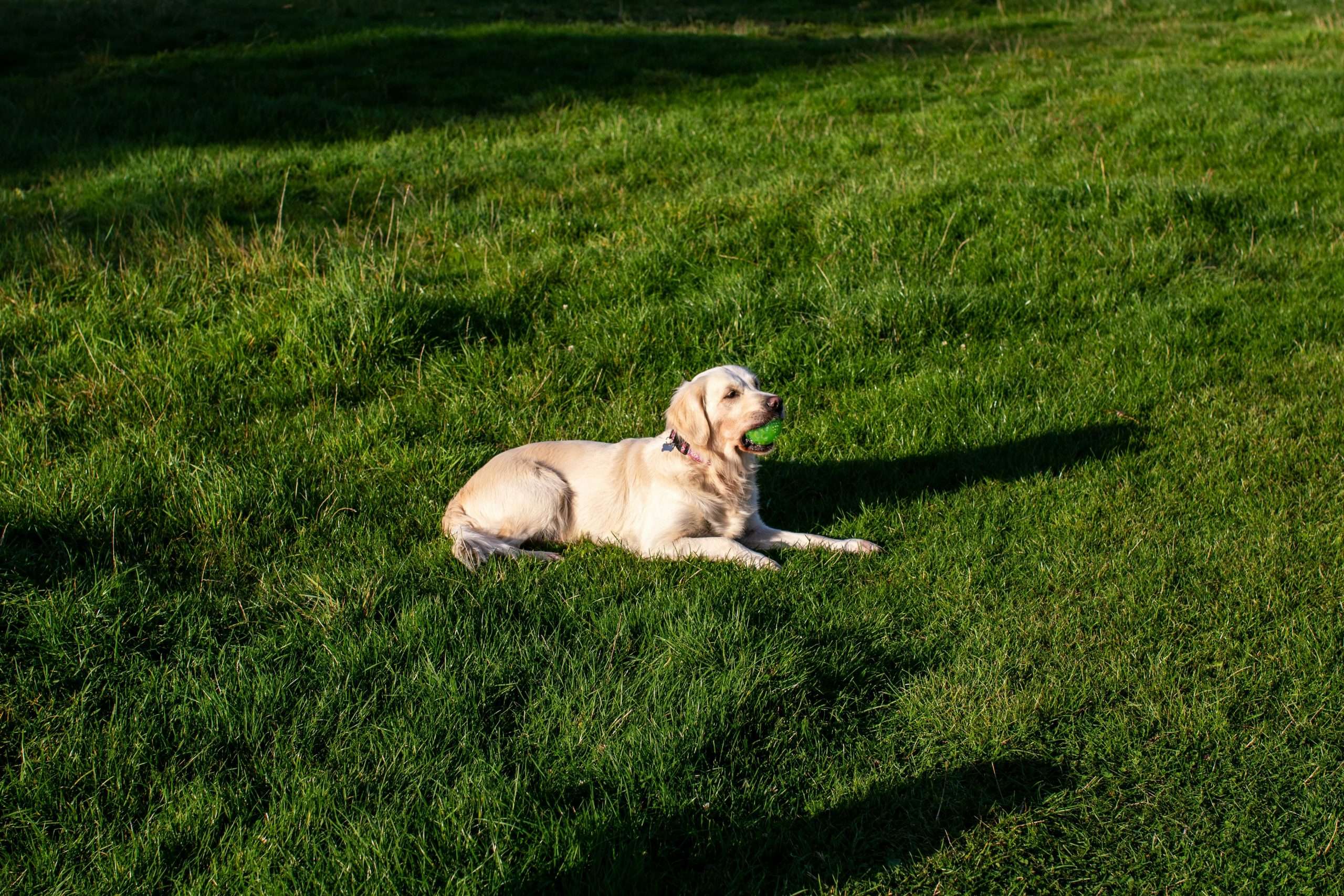 An image of a dog laying in a lawn