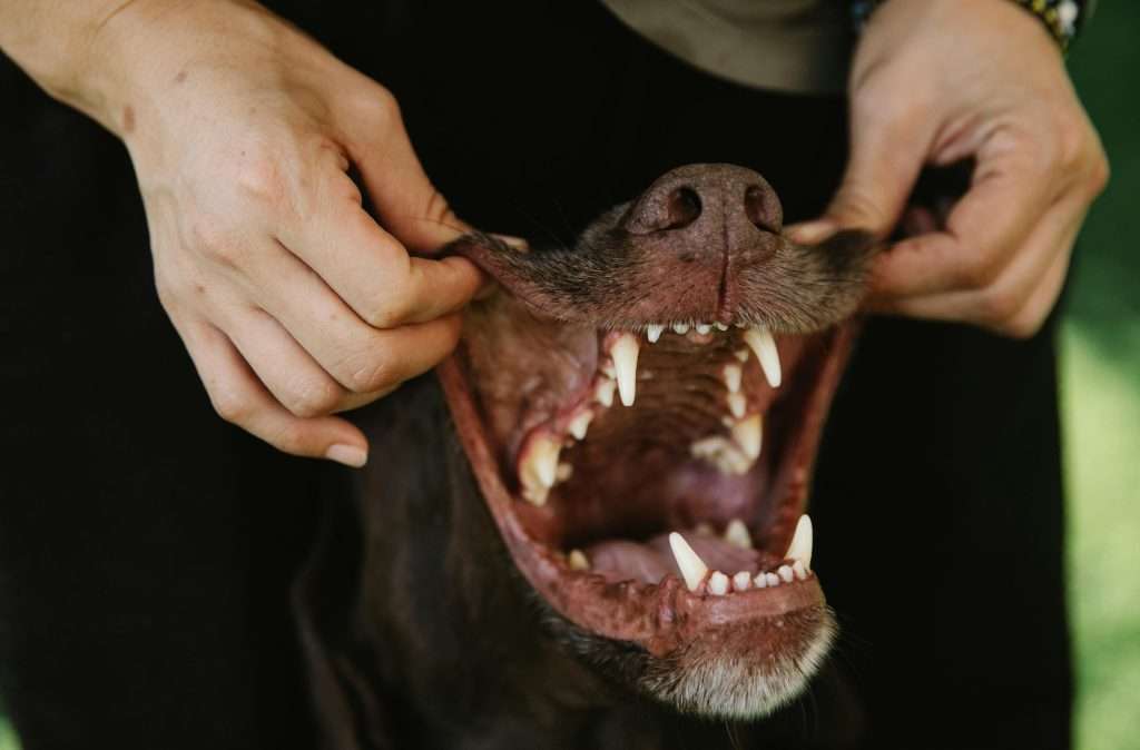 An image of a dog's gums - dental problems in dogs