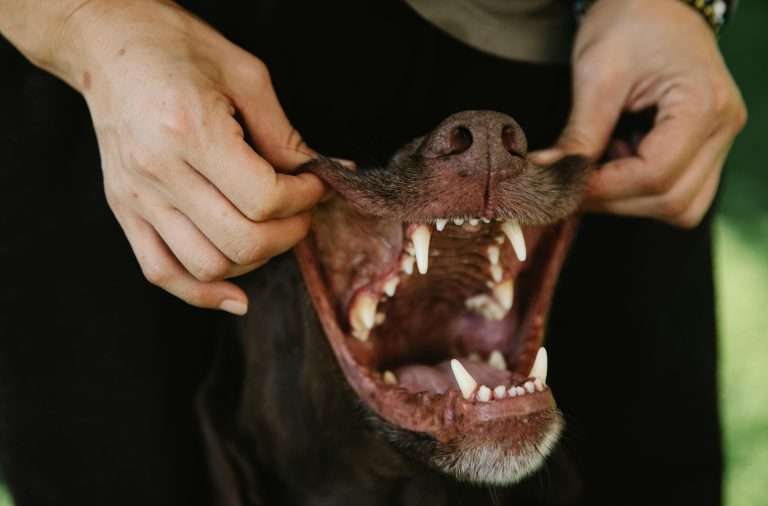 Dark Gums in Dogs: What Pet Owners Should Know
