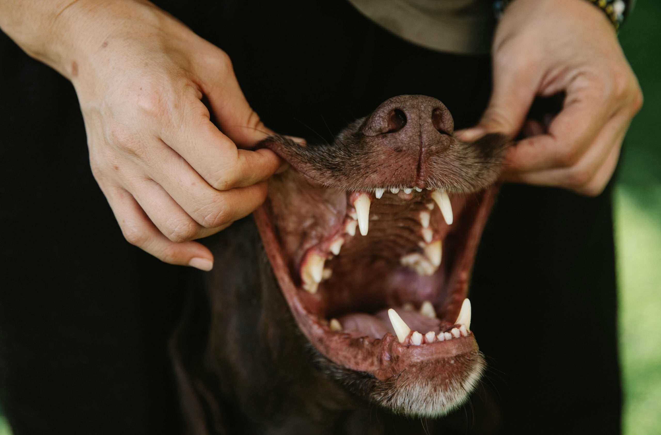 An image of a dog's gums - dental problems in dogs