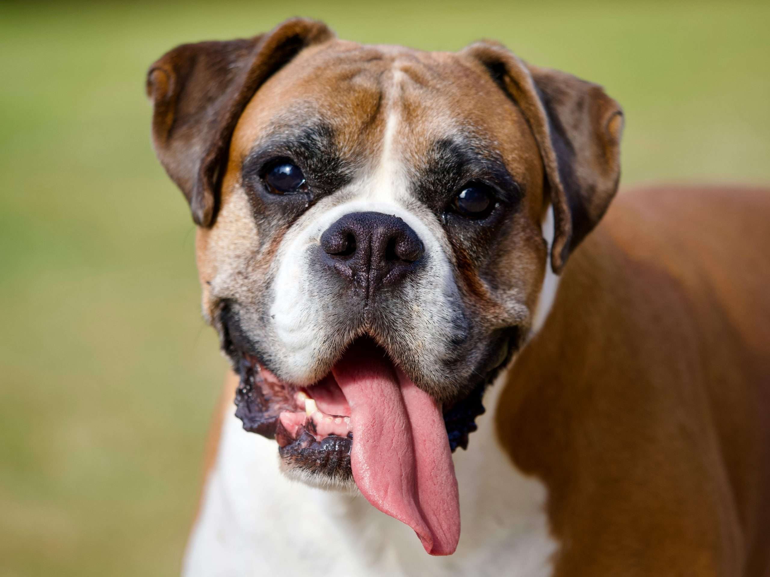 An image of a dog panting