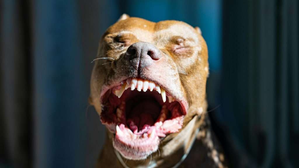 An image of a dog's mouth