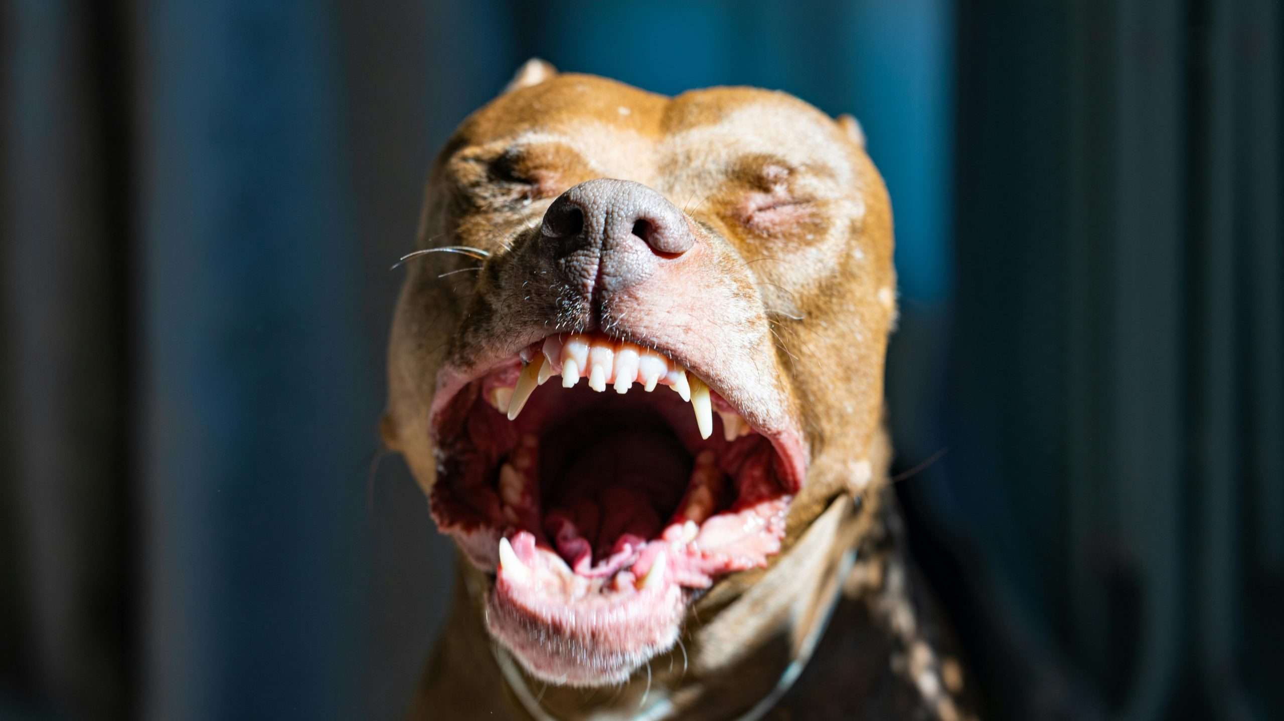 An image of a dog's gums