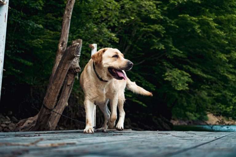 10 Summer Dog Walking Tips Every Pet Parent Should Know