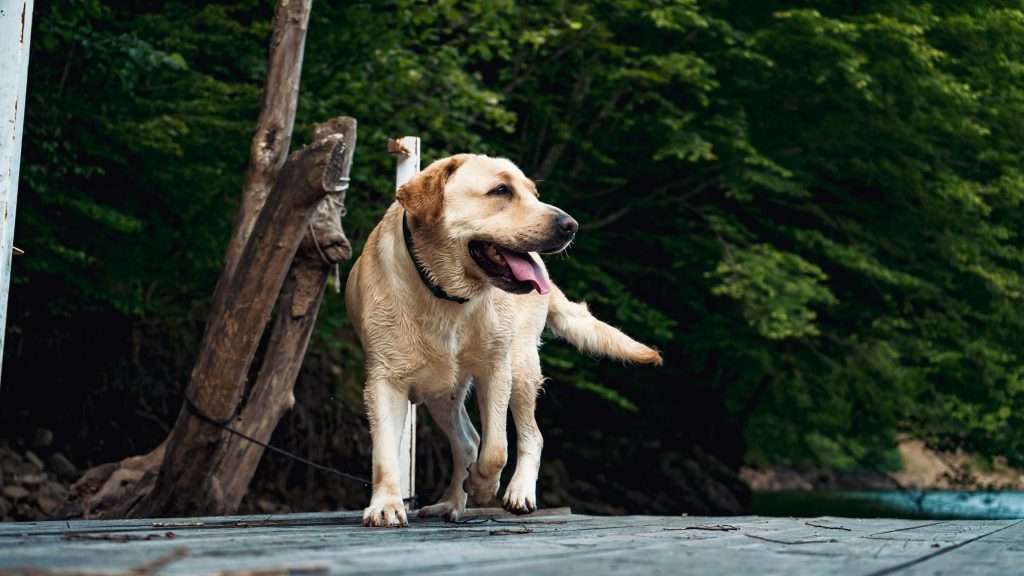 An image of a dog on a walk - dog has low energy