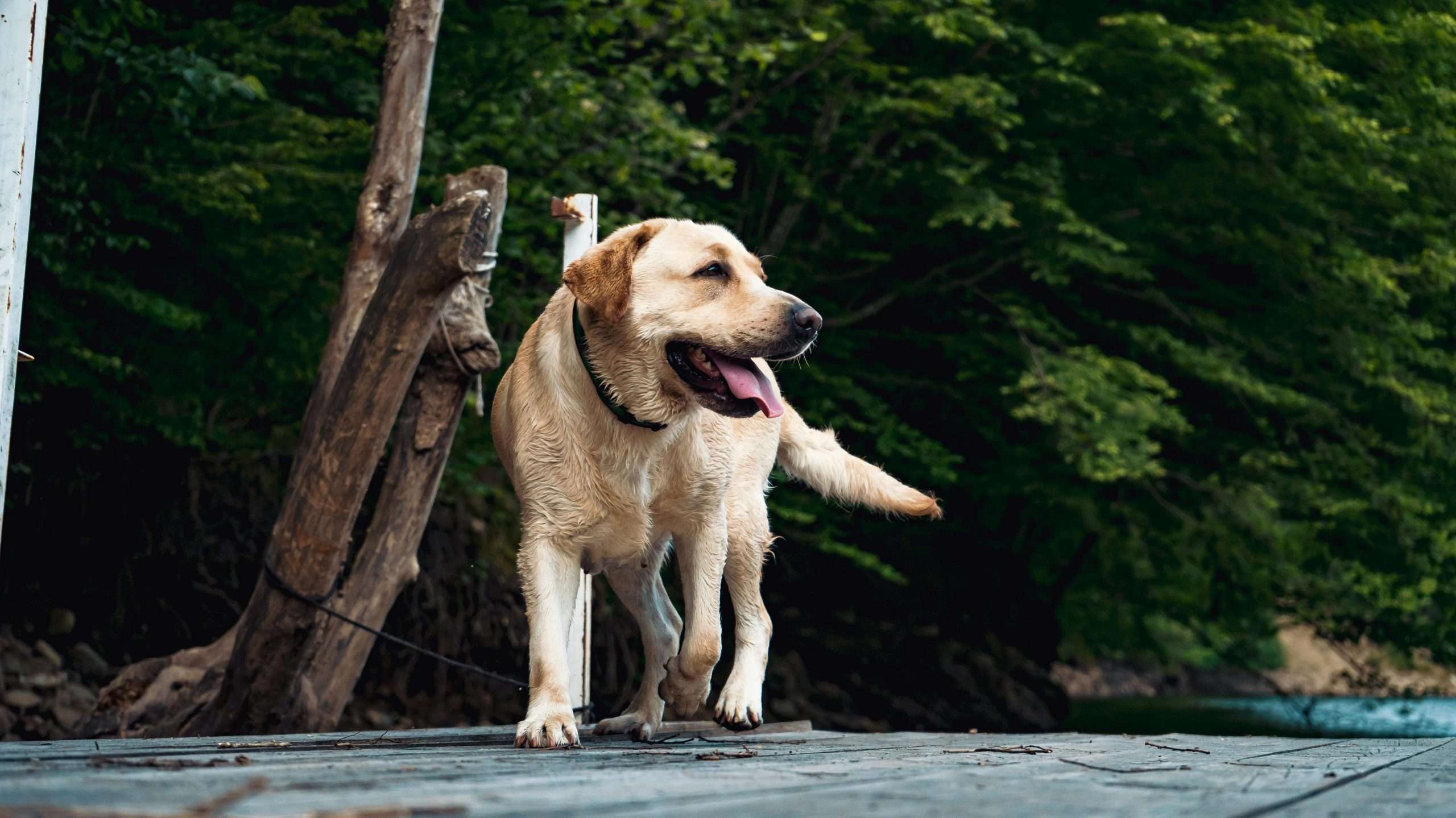 An image of a dog running