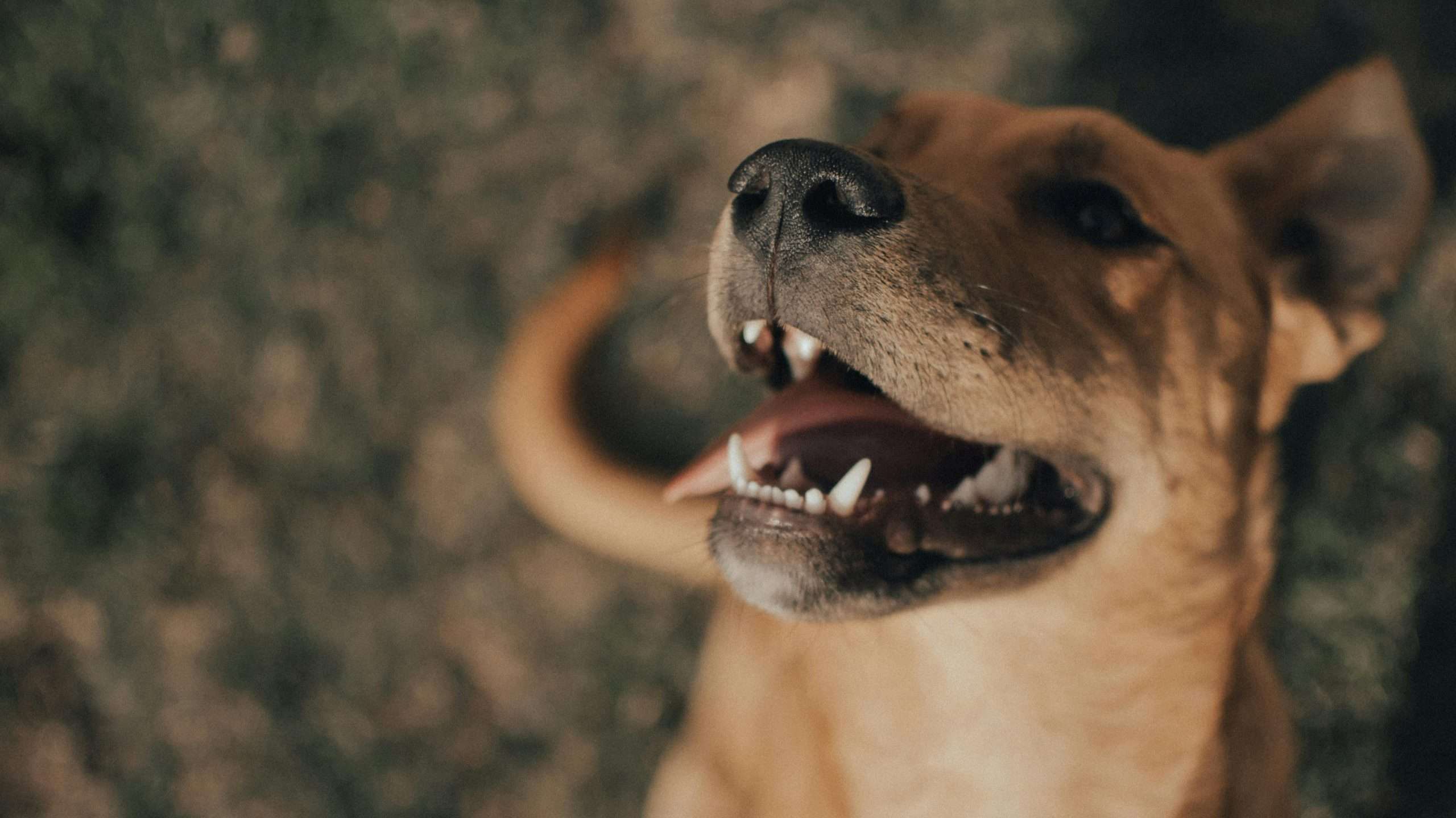 An image of a dog's gums