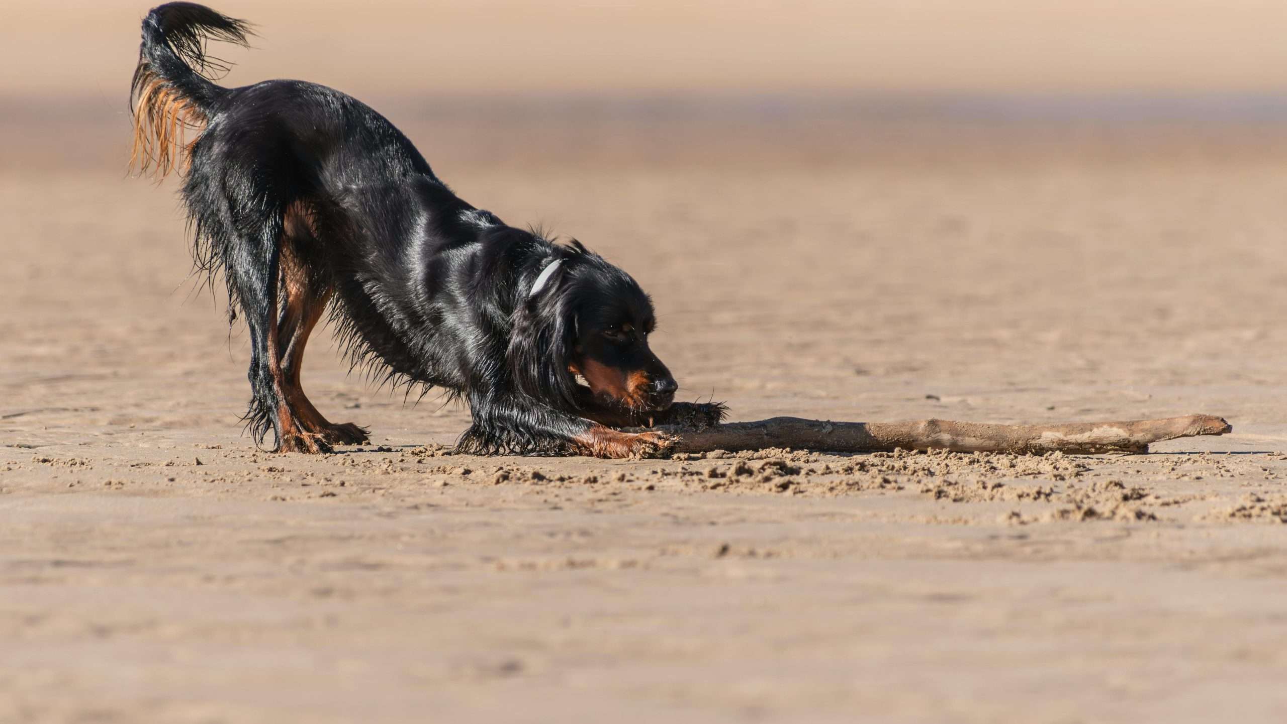 An image of a dog playing in the beach - overheating in dogs