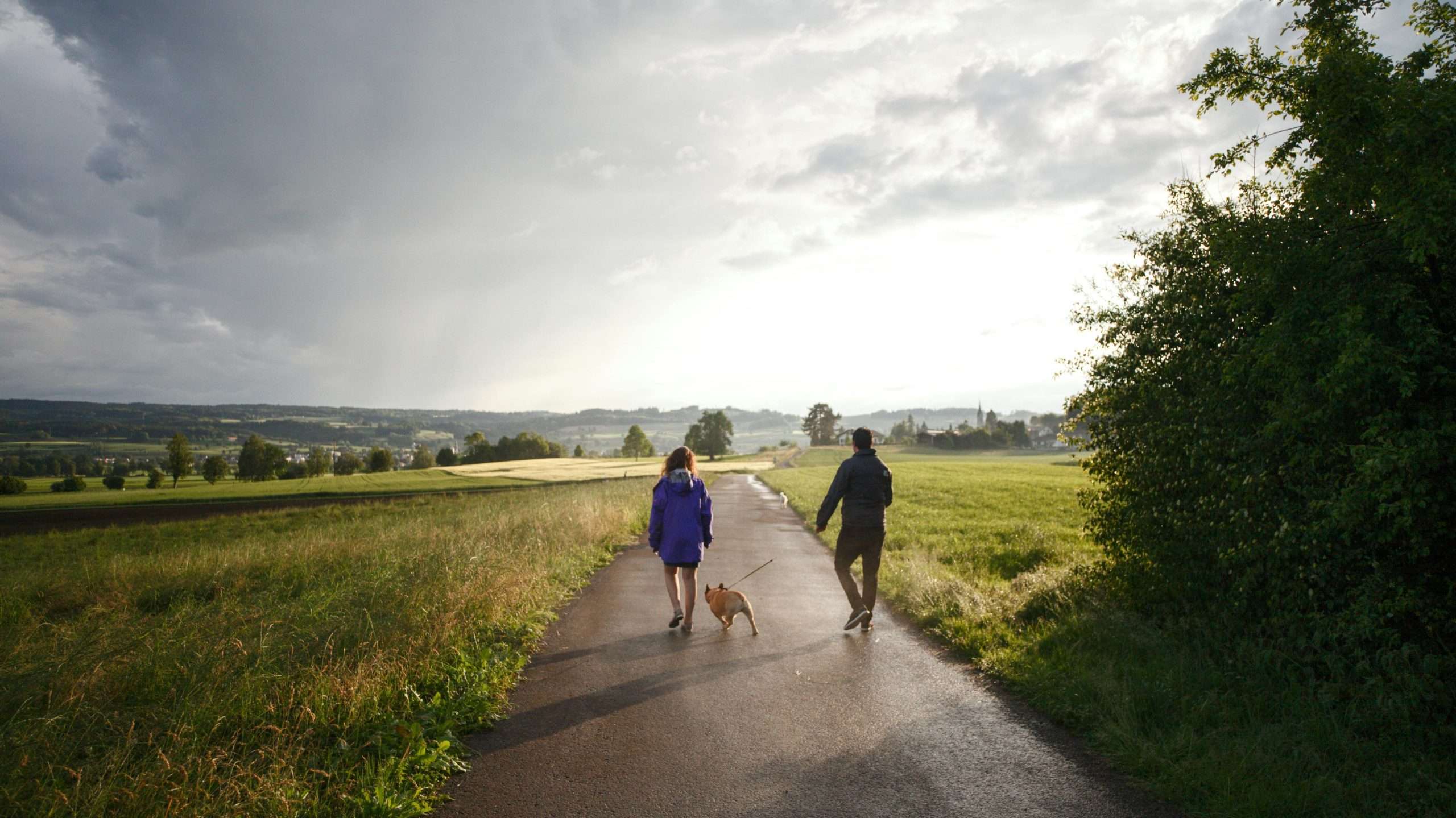 An image of a dog walking - summer dog walking tips