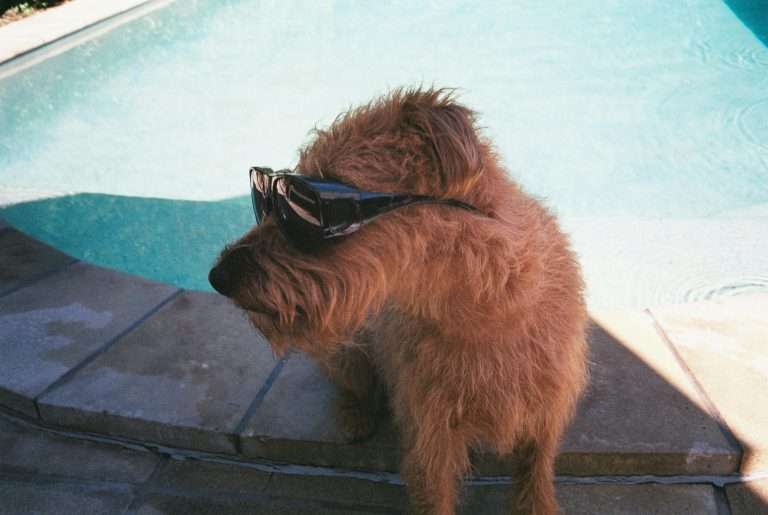 How Dogs Stay Cool? – Understanding Your Dog Better