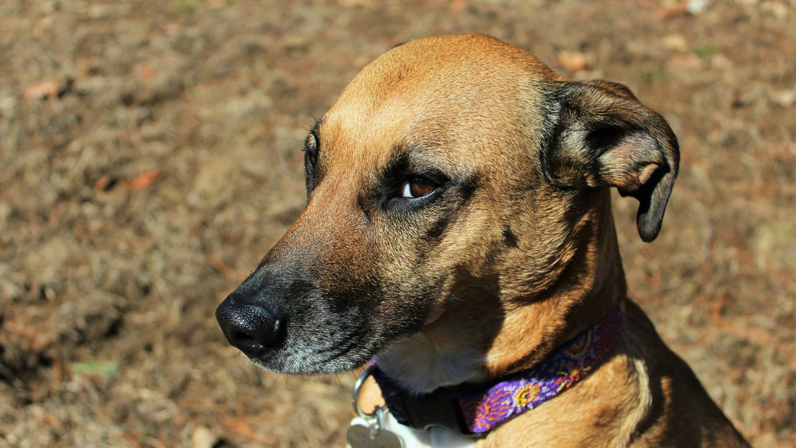 An image of a dog beating heat - overheating in dogs