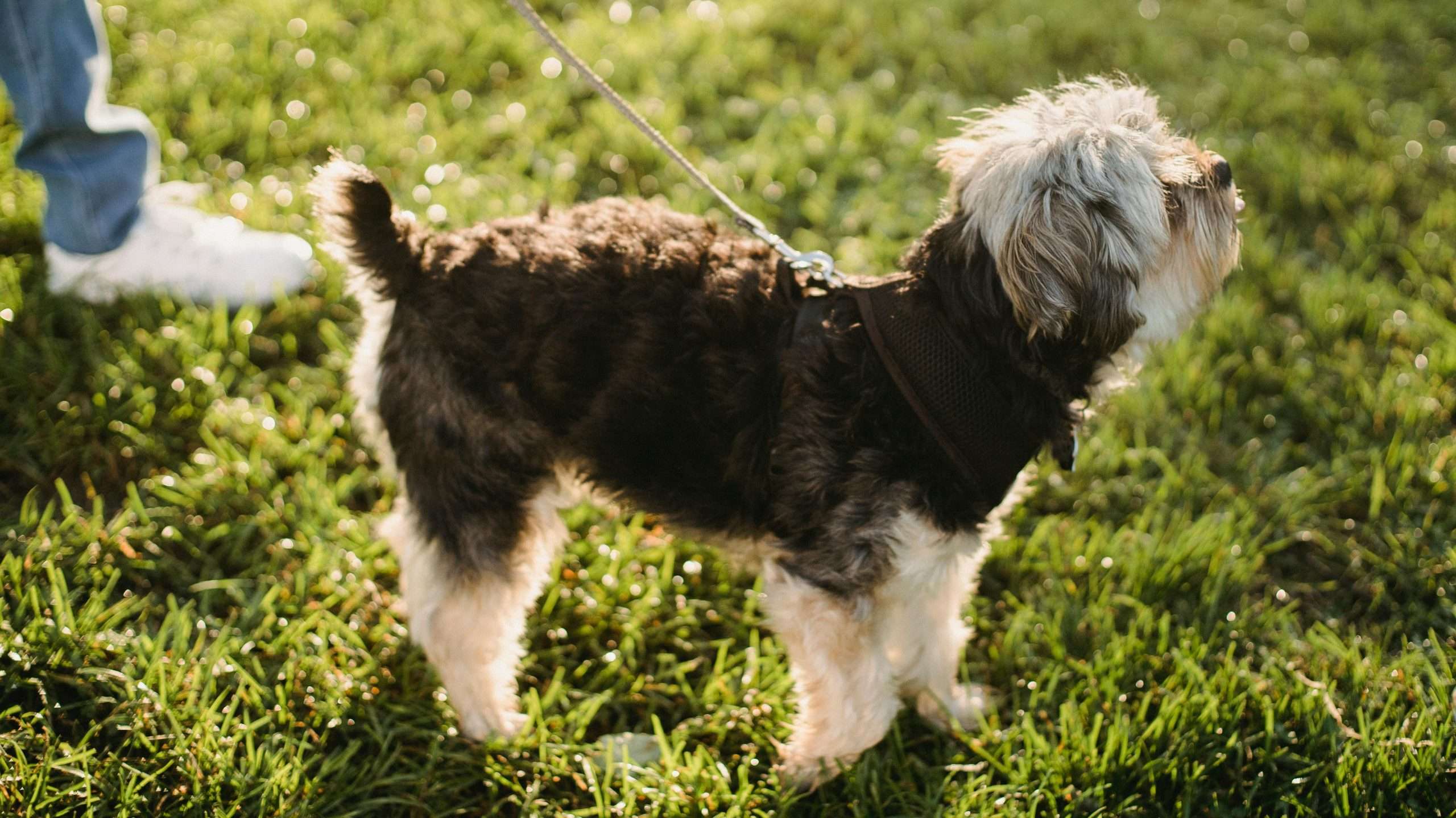 An image of a dog outside