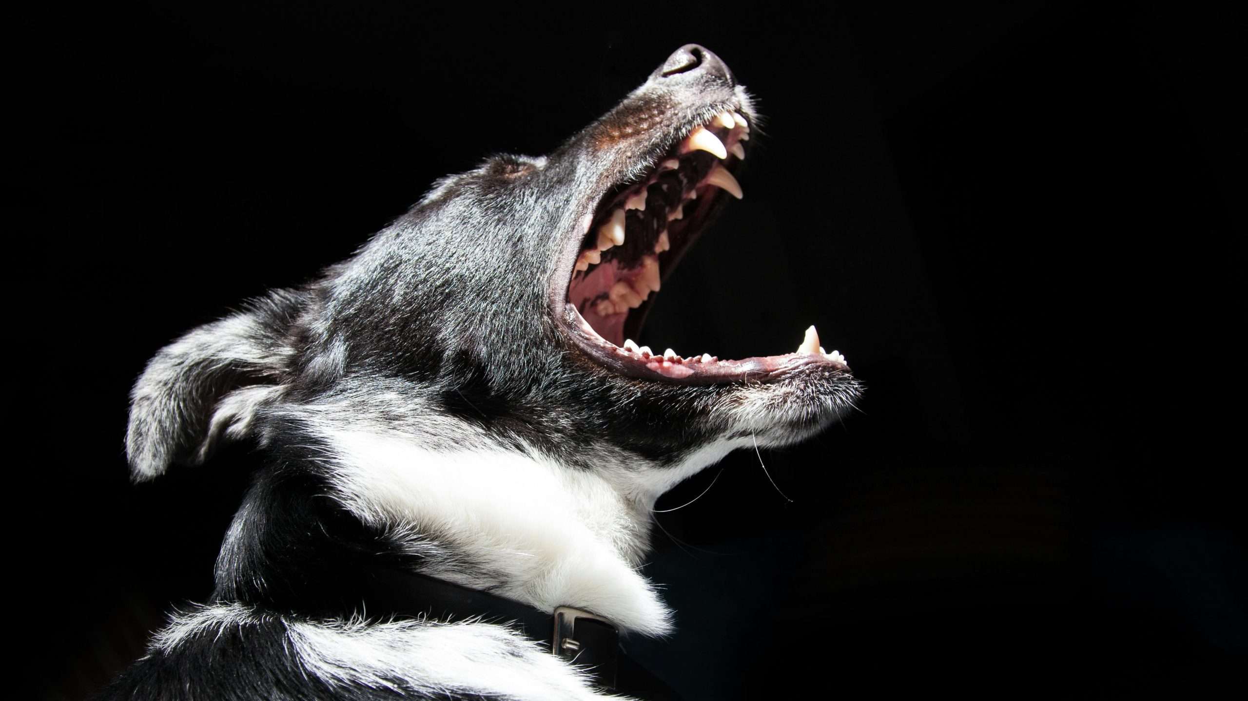 An image of a dog showing its gums