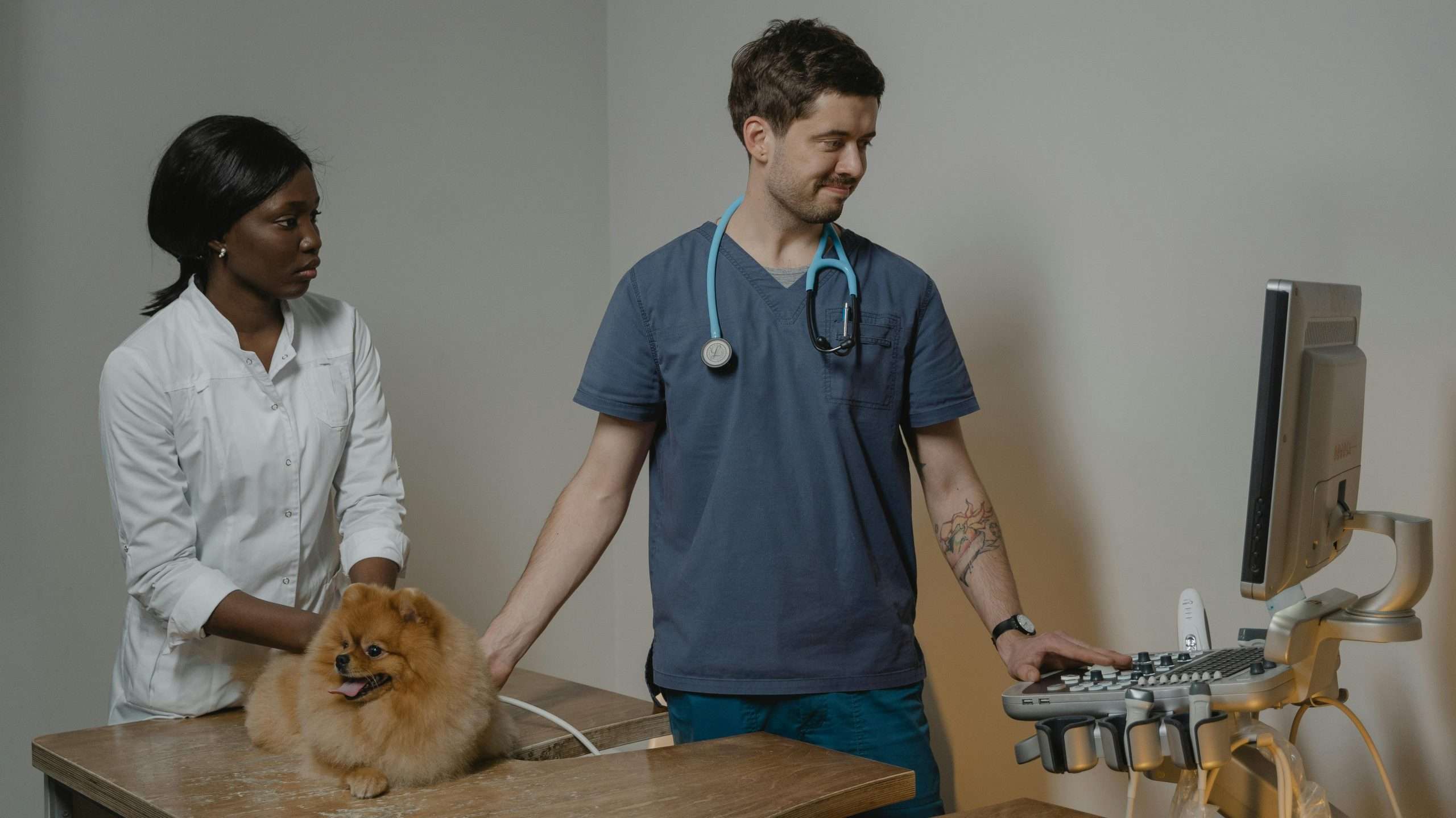 An image of a dog under examination - Holter Monitor