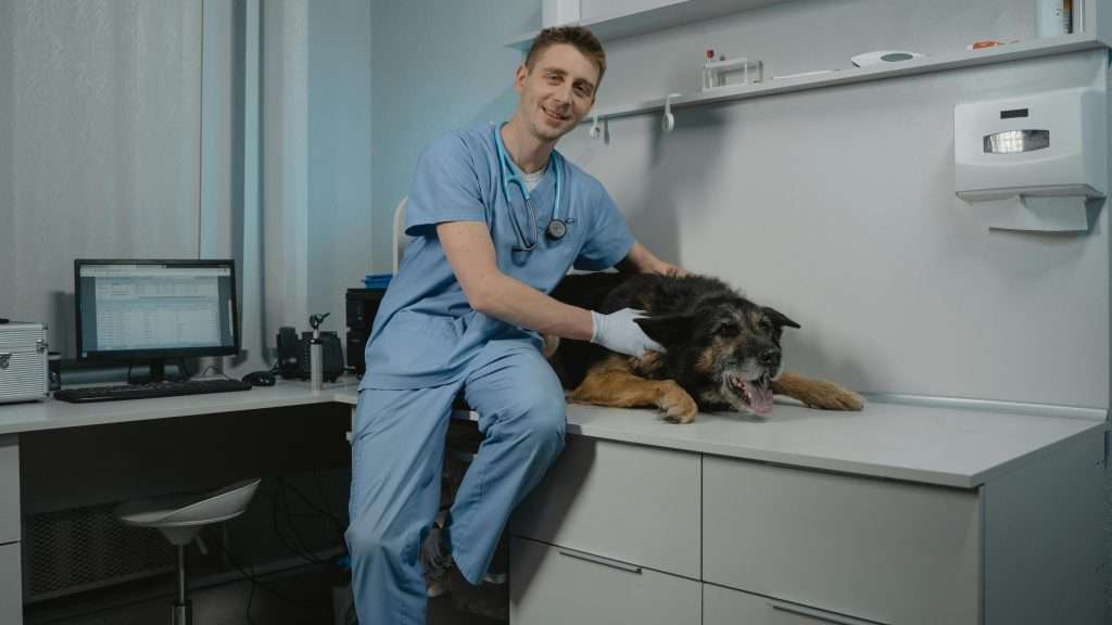 An image of a dog with vet