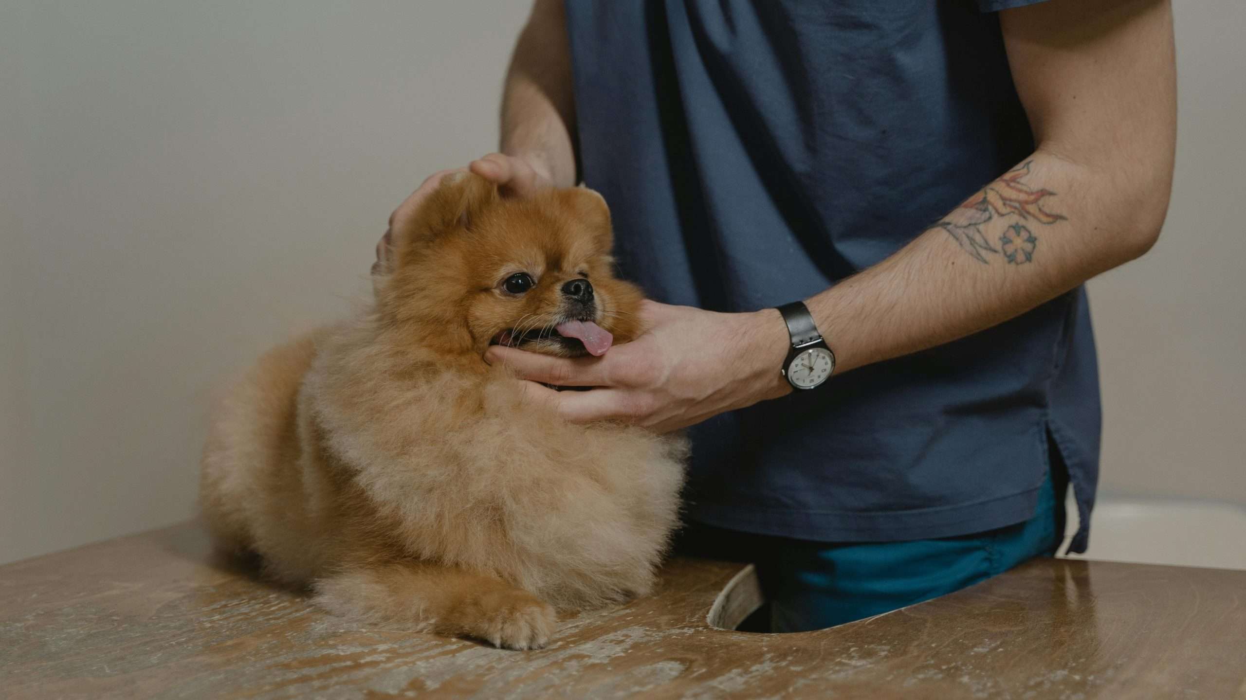 An image of a dog at the hospital