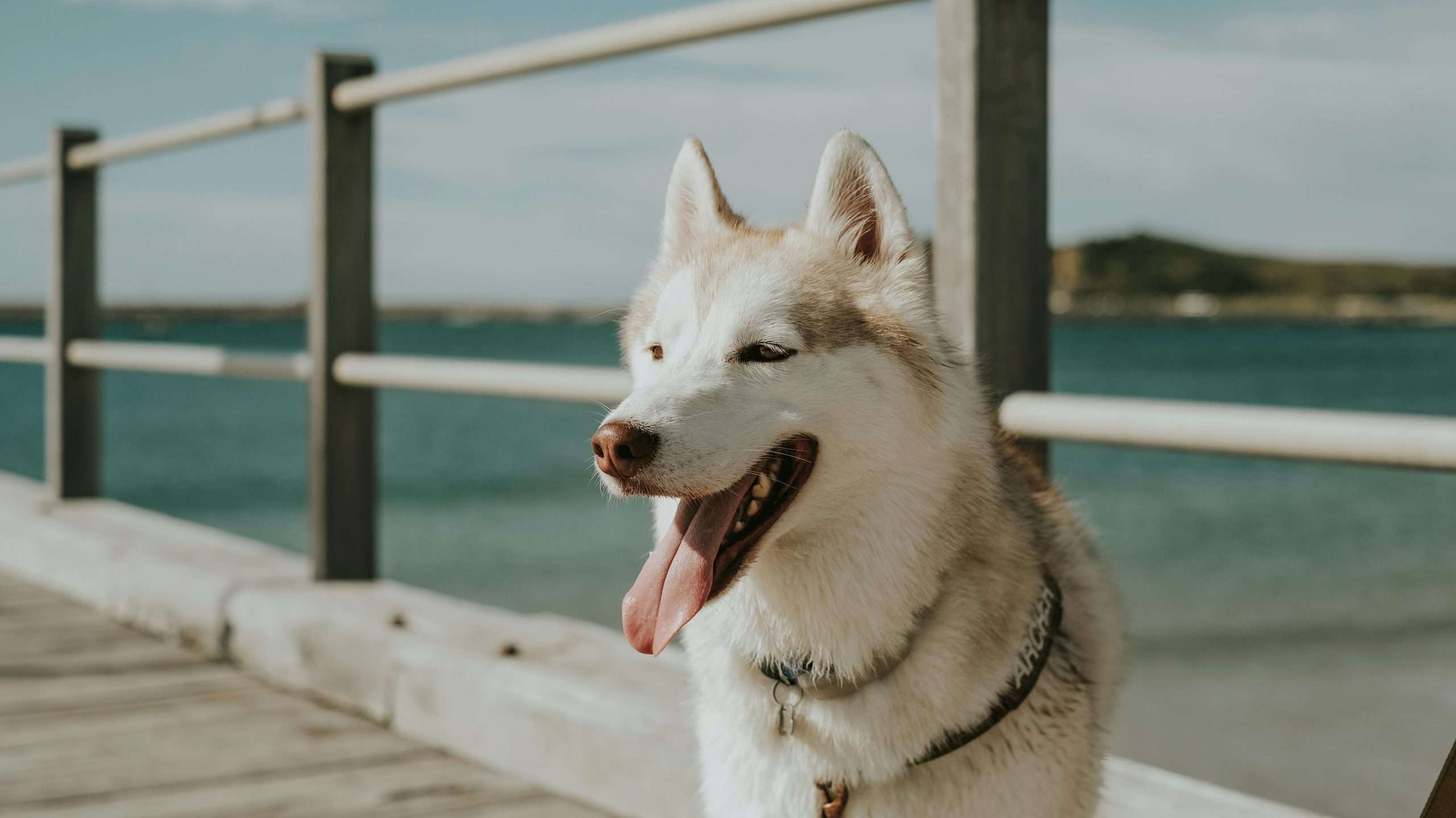 An image of a dog under the Sun
