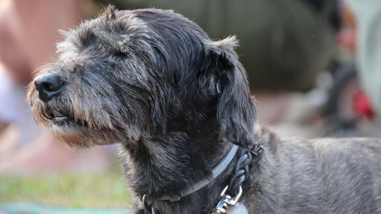 An image of a senior dog - Aging in dogs