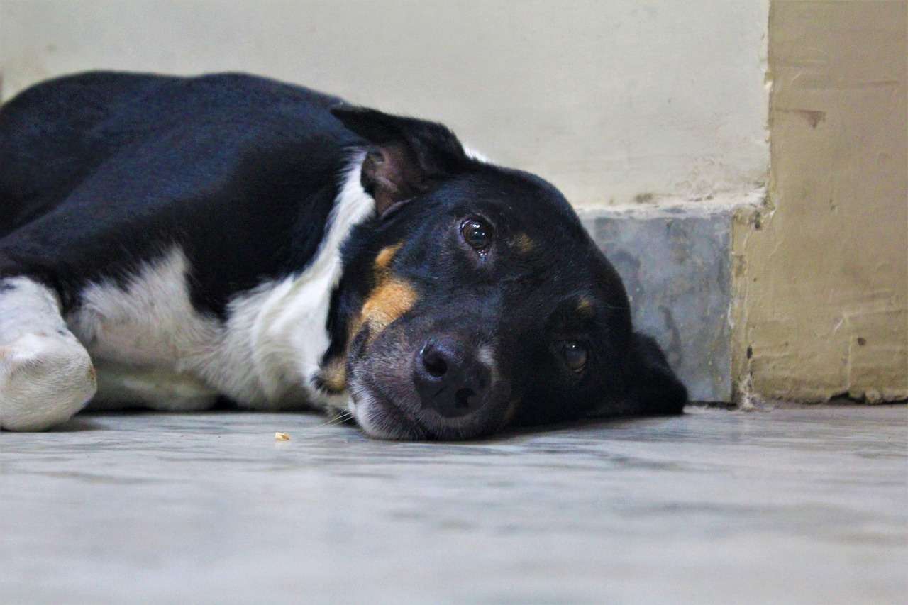 An image of a Indian dog