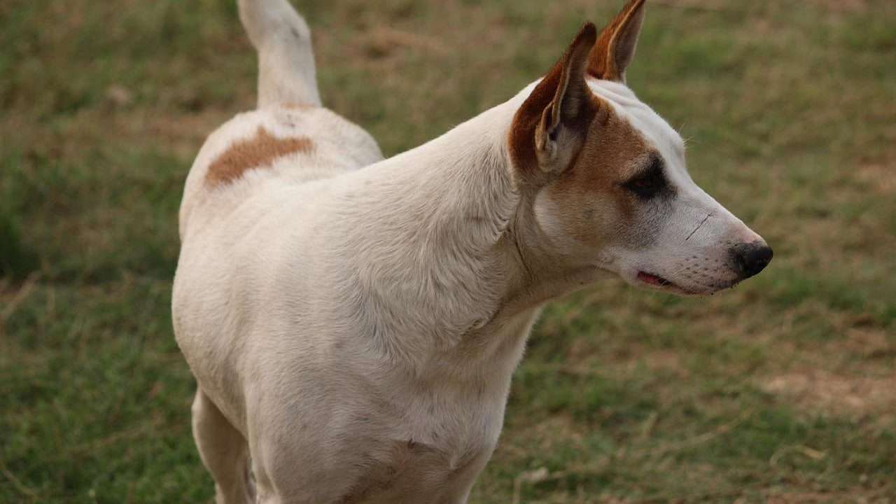 An image of a Indian dog - dogs in Indian culture