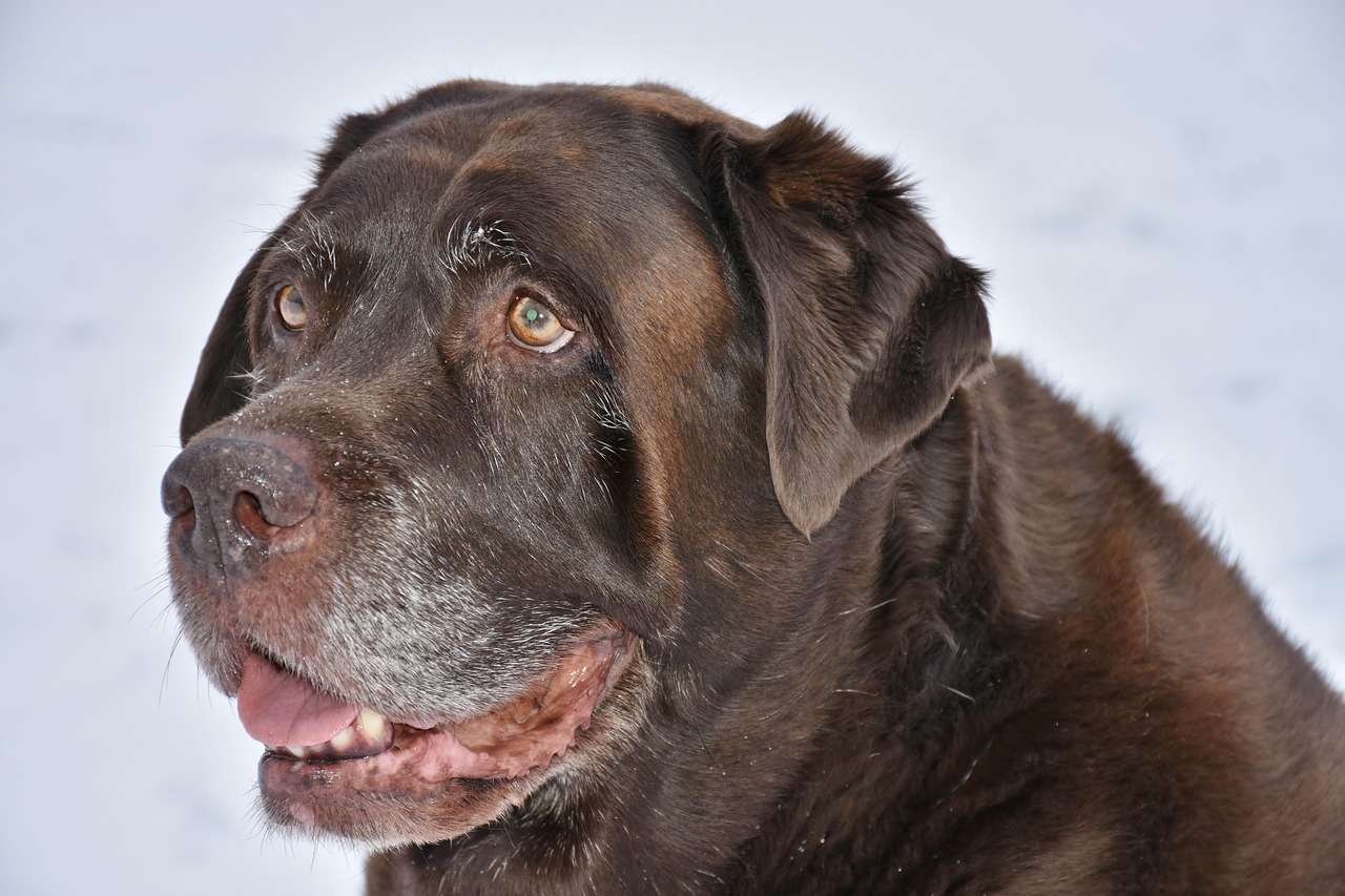 An image of a senior dog